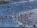 Winter Birds at Hayle Estuary Cornwall with Jeff Goodman Wildlife Video Course