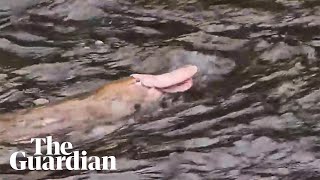 Download lagu 'Unusual' pink platypus spotted in Gippsland, Australia mp3