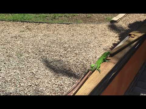 Young green iguana training for the Olympic’s