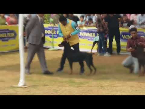 Dog # Dobermann# Dog show # Dobermann ring # Keshva's Eva 1sr CC under Hon judge mr. c v sudarshan.