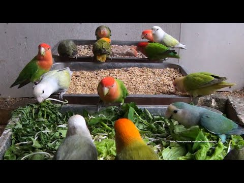 Lovebird Activity, Peach-Faced Lovebirds - LOVEBIRD TV