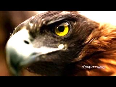 Blackmill - Friend ( Music Video HD ) Senses Of Nature 3