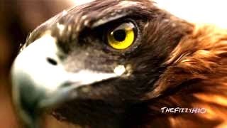 Blackmill - Friend ( Music Video HD ) Senses Of Nature 3