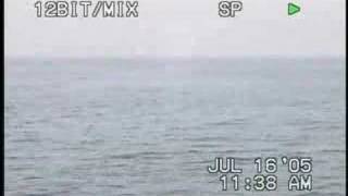 preview picture of video 'boothbay harbor maine dolphins mainewhales.com'