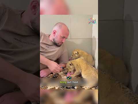 Man adopts a pride of lion cubs—would you dare to raise them  #animals