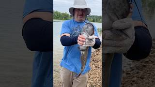 Nice Catfish Caught from the Shore of Lake Anna #shorts #catfish #lakeanna #va