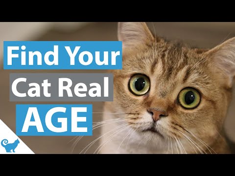 What is your cat age in human years? - How to find my cat age
