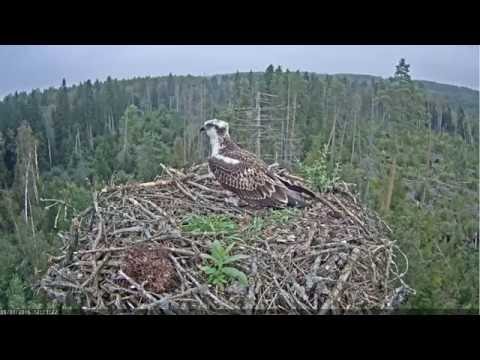 osprey Ivar makes strange sounds and movements with head