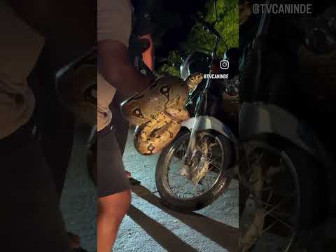 COBRA DE VEADO ENCONTRADA NO RIO CANINDÉ NA PASSAGEM MOLHADA DA RUA JOÃO SOBRAL  08.05.26 CANINDÉ CE