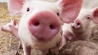 80,000 Tons/year High-end Teaching Trough Feed Automatic Production Line Project