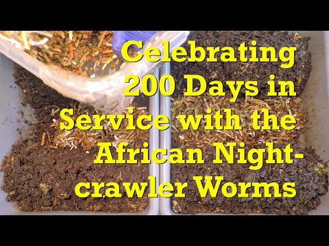 Day 200 in the African nightcrawler bins to give the wormies feeding #17 - vermicompost