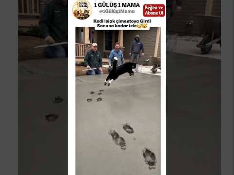 Kedi Islak Çimentoya Girdi😅😸 #kedivideoları #komikkedivideoları