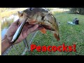 Peacock Bass Hurts My Feelings And Hooks Me Back