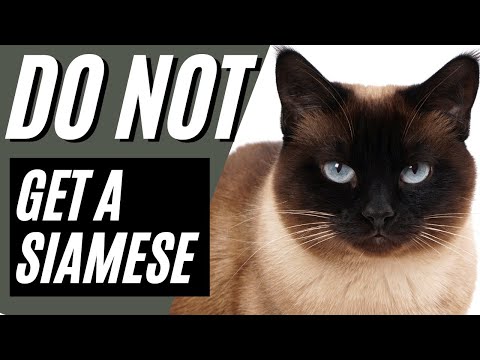 7 Reasons You SHOULD NOT Get A Siamese Cat