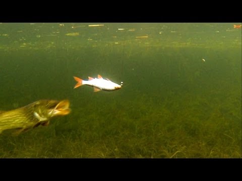 Cool: pike attacks dead bait underwater. Gäddfiske. Hechtangeln. Pesca del lucio. Рыбалка атака щуки