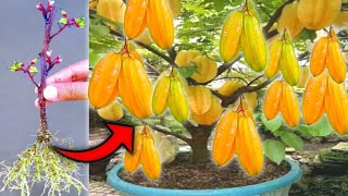 100% successful how to propagate starfruit trees with stem cuttings-diy garden.