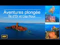 Tauchabenteuer Île d‘Or / Cap Roux / Aventures plongée Île d'Or et Cap Roux, Teil 1