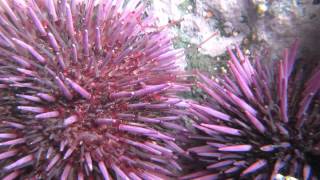 preview picture of video 'Sea Urchin @ Shelter Cove, CA'