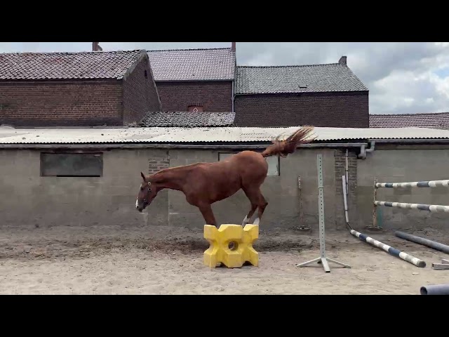 Excellente jument BWP de 3 ans +-1m67