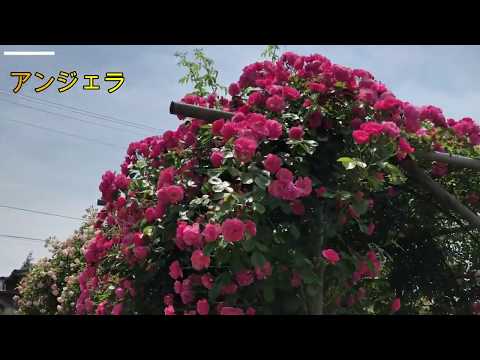 低木バラ「アンジェラ」 植物