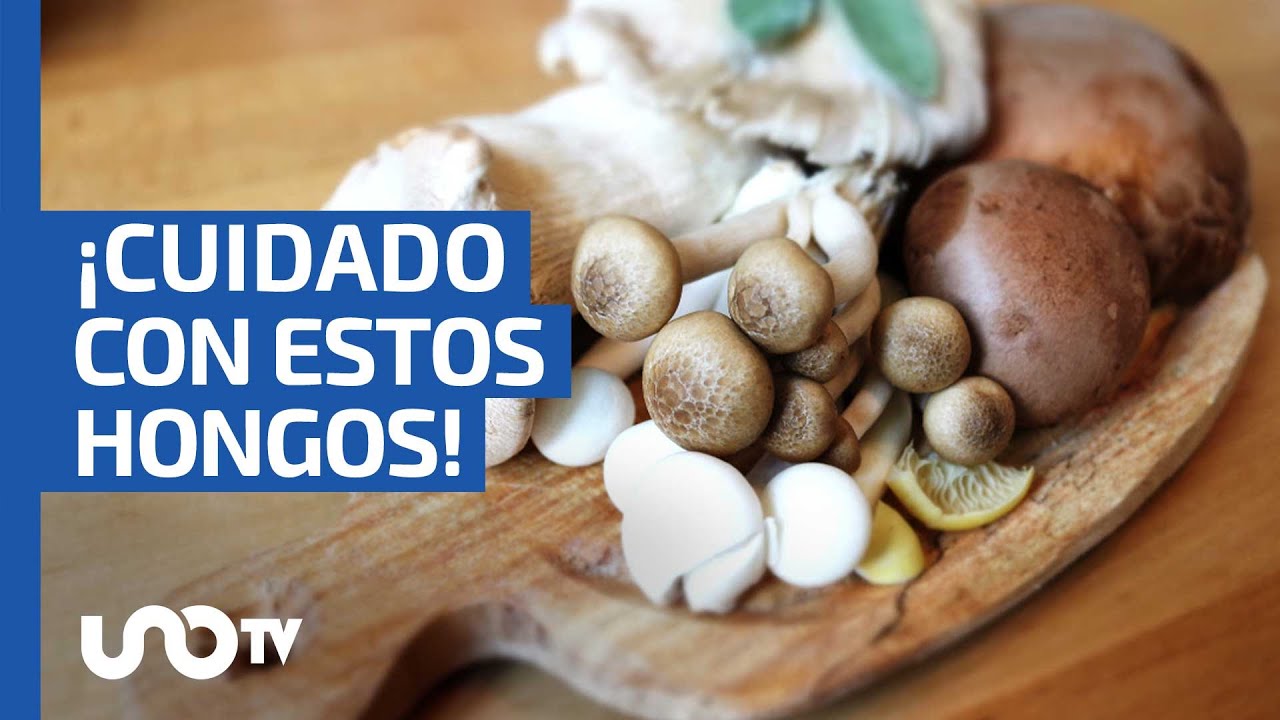 ¿Qué hongos sí y cuáles no deberías comer?