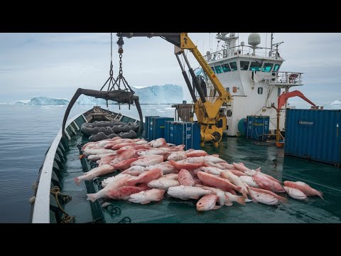 Incredible Antarctic Toothfish Fishing: Epic Chilean Sea Bass Catch and Processing