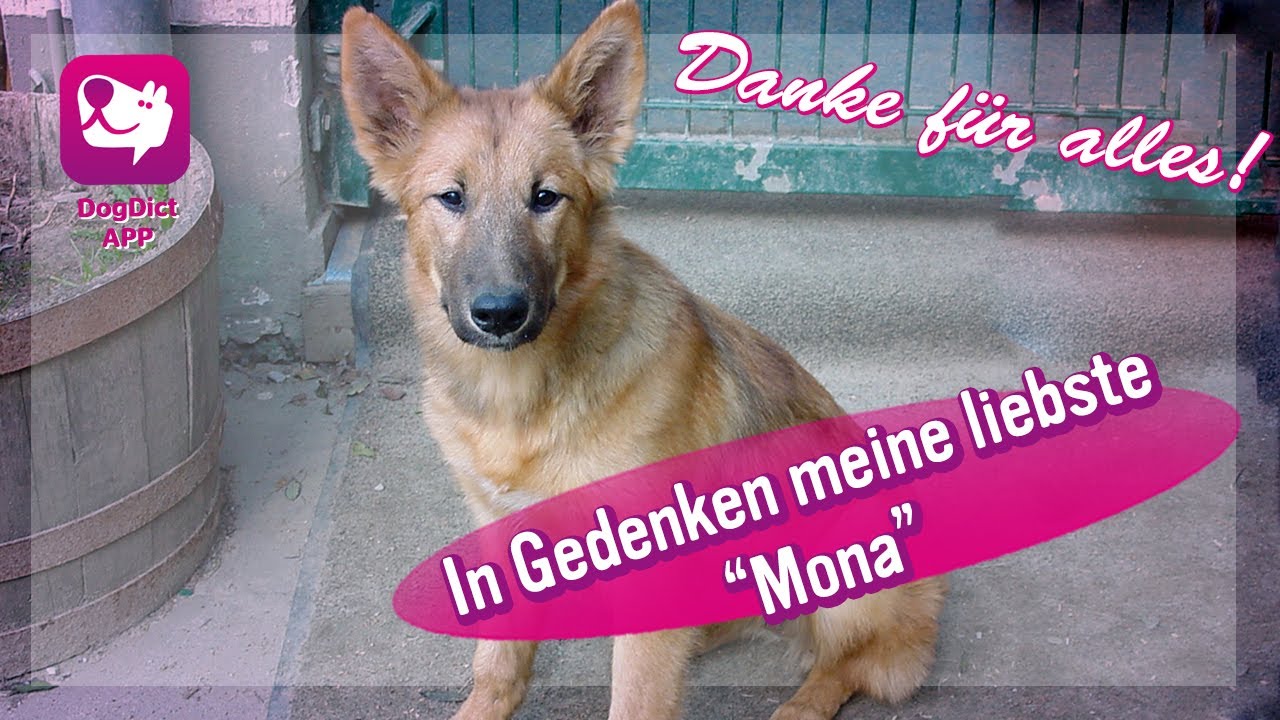 Hundetrainerin Alex Angrick trauert um den Verlust ihrer Hündin "Mona", ein Pastor Garafiano