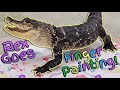 Finger Painting With Our Pet Alligator
