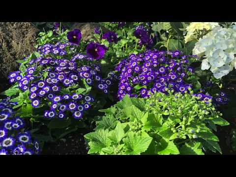 Ernie Kucera (Czech) Band - Number ONE Nebraska Polka Band - Ringing Bells Waltz