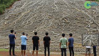 Thousands Of Florida PYTHONS HAVE BEEN DECAPITATED - Scientists Stunned To LEARN THE CULPRIT