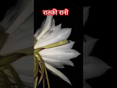 Night Queen Flower #youtubeshorts #youtubeshorts #shortsvideo #visitnepal #explorenepal #travel