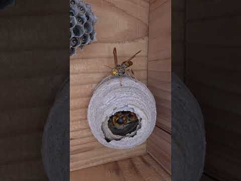 Wasp Queen Mistakenly Entered the Wrong Home
