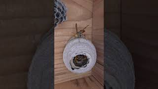 Wasp Queen Mistakenly Entered the Wrong Home