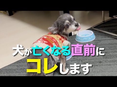 犬は死を予知できるのか?