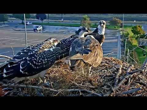 Hellgate Ospreys Reunite At The Nest Site After Finnegen & Sum-eh Fly In – Aug. 8, 2024