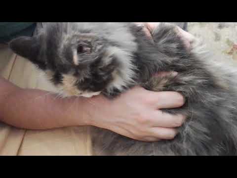 My bf meets Iza the Norwegian Forest Cat for the 1st time