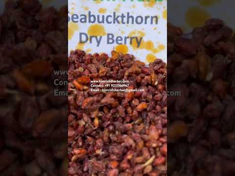 A grade sea buckthorn dried berry
