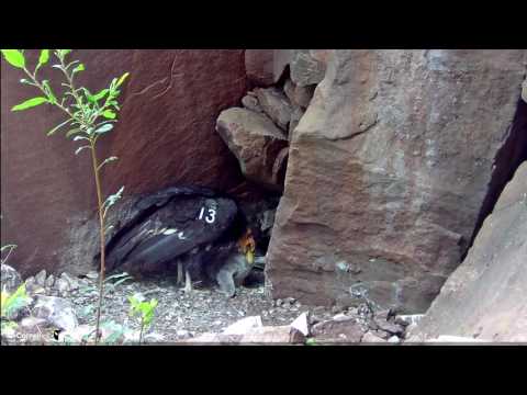 Feeding the Condor Chick, May 10, 2017 | Devils Gate California Condor Cam