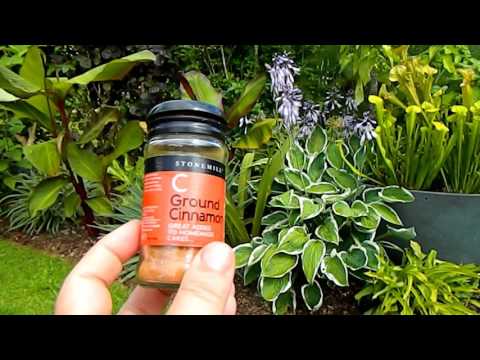 download lagu mp3 mp4 Pelargonium Cinnamon, download lagu Pelargonium Cinnamon gratis, unduh video klip Pelargonium Cinnamon
