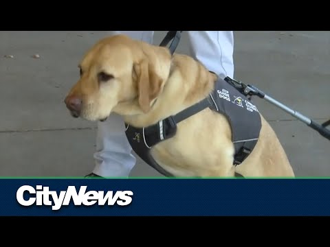 Guide Dog etiquette: What you need to know