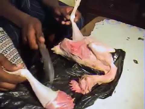 Pengle - Anam nyothoche Part 1