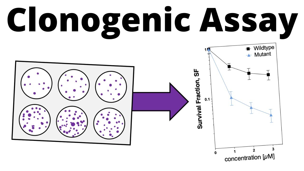 What does a clonogenic assay measure? Tipseri