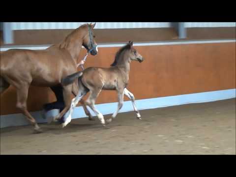 "Quotenkönigin"  Quando Unico x Fürst Romancier (Rudilore-Mutterstamm / Rudilore-Dam-Line)