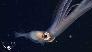 Hiding in plain sight: Mimicry in a juvenile deep-sea squid