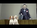 Dogs vs Zombie Salesman Prank: Funny Dogs Maymo & Potpie vs 'The Salesman' Creepypasta