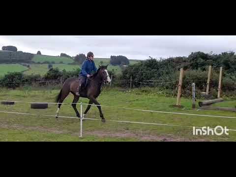 GREENVILLE CAVALIER AT STUD - Image 2