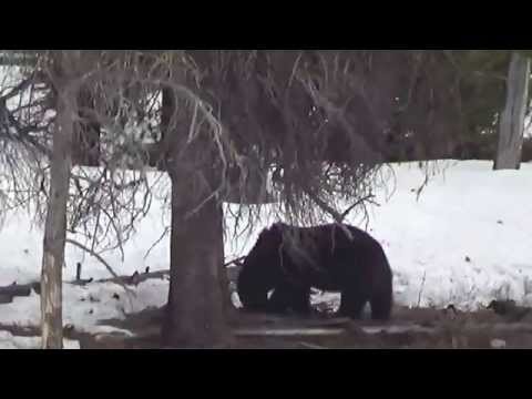 Grizzly Bear Grand Canyon of Yellowstone May 4 2014