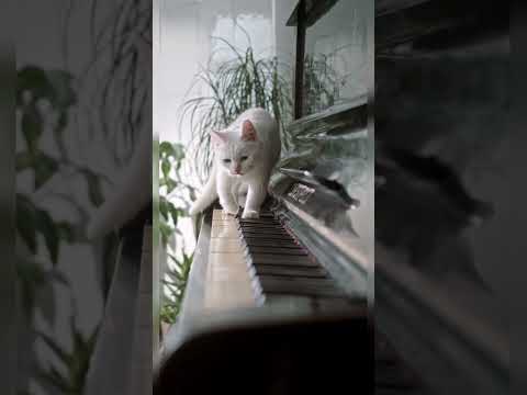Funny animals - Funny cats  - Funny animal videos