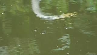 Heron Underwater