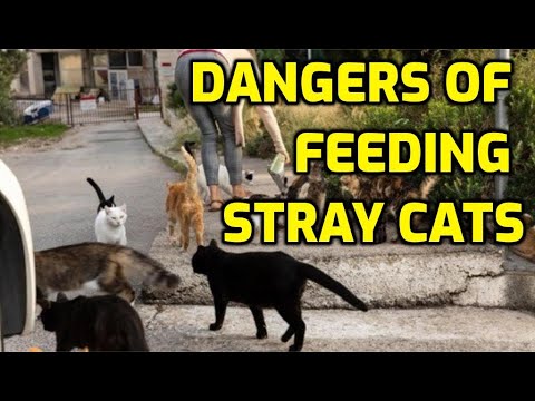 Is It A Good Idea To Feed Stray Cats?